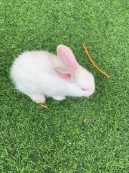 -萌宠亲子动物乐园(槐房万达店)