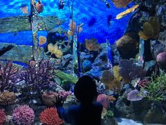 -暹罗海洋世界