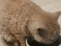 -momokira米努特·德文卷毛猫·棉花面纱犬