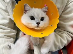 -伟伟宠物医院·瑞派猫友好医院·猫科(光谷店)