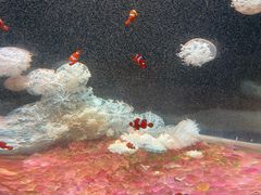 -欢乐海岸海洋奇梦馆