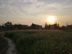 -田园东方蜜桃村的田野营地