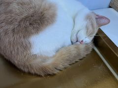 -爪爪喵星球·猫舍(前海卓越店)