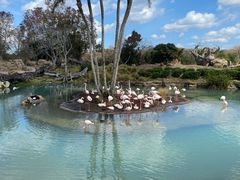 -奥兰多迪士尼动物王国乐园