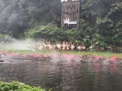 -广州长隆飞鸟乐园