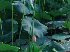 -长春市南湖公园