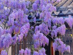 -青果巷历史文化街区