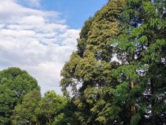 -深圳仙湖植物园