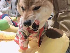 -逗柴咖啡屋·狗咖猫咖宠物桌游