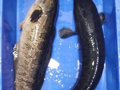 -褒河栈道渔庄(建工路总店)