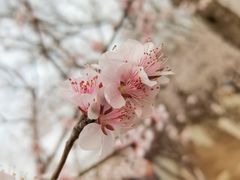 -桃花堤公园