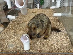 -怪兽屋·羊驼·猫咖·狗咖(俊华广场店)