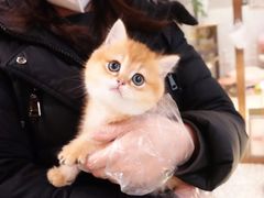 -momokira米努特·德文卷毛猫·棉花面纱犬