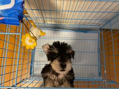 -翊宠yipet猫狗购宠庄园犬舍•猫舍