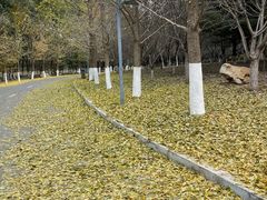 -长白岛森林公园