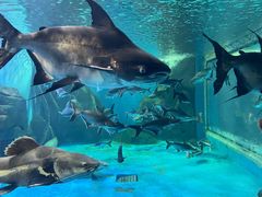 -多彩贵州城极地海洋世界