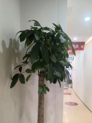 -郑荃丽格医疗美容