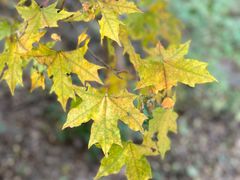 -北京西山国家森林公园