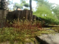 -南通洲际绿博园