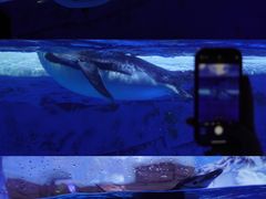 -海合安成都极地海洋公园