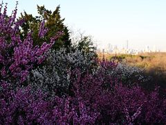 -梅花山(明孝陵内)