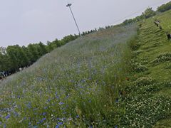 -嘉北郊野公园