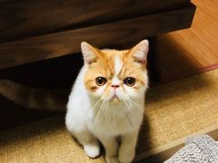 -猫大福·Fortune Cat猫舍(百子湾店)