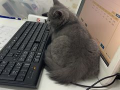-联萌宠物医院(猫病专科)