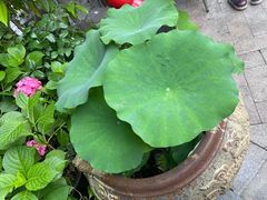 -吴越荣记苏州菜·松鼠桂鱼100%活鱼现做(斜塘老街店)