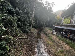 -西双版纳原始森林公园