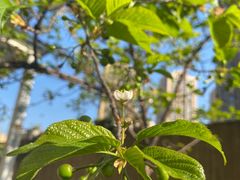 -樱桃山旅游景区