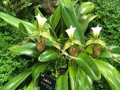 -中国科学院西双版纳热带植物园
