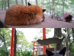 -宫城藏王狐狸村