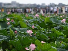 -印象西湖·最忆是杭州实景演出