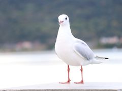 -海埂大坝