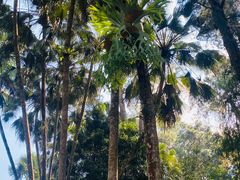 -中国科学院西双版纳热带植物园