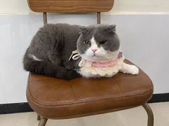 -共舞时光猫咖·狗咖(新街口店)