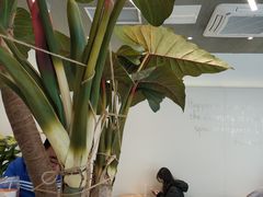 -CoCo都可(崇川万象城店)