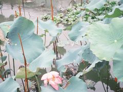 -金华体育中心游泳馆