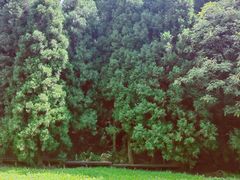 -武陵山森林公园