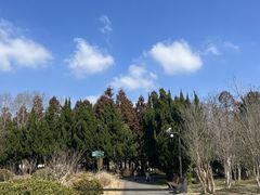 -东平国家森林公园