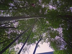 -金水泊山庄·花椒鸡(铁山坪店)