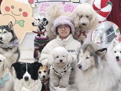 -汪说·狗咖·拼豆·宠物周边DIY(旺城大厦店)