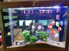 -中环花鸟鱼虫市场