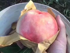-南汇新场正宗水蜜桃采摘