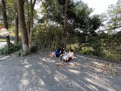 -铁山坪森林公园