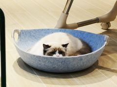-momokira米努特·德文卷毛猫·棉花面纱犬