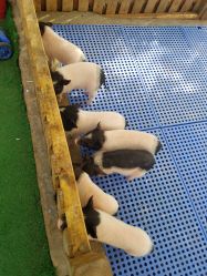 -萌宠亲子动物乐园(槐房万达店)