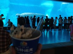 -海合安武汉极地海洋公园