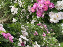 -白鹭湾湿地公园